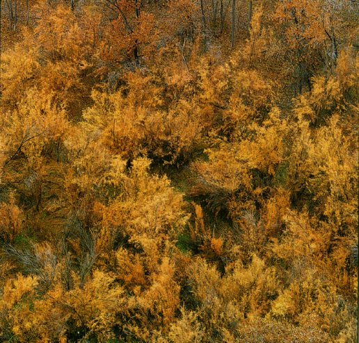 Foliage on Canyon floor